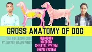 Canine ( DOG) 🐶🦮🐕Complete Gross Anatomy |Muscles' location, Angiology, Skeleton, Organs Ft Dr Jayesh