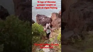 16kg monster grouper fish caught on hook #fishing #goafishing #grouperfish #shortsfeeds  #10mviews