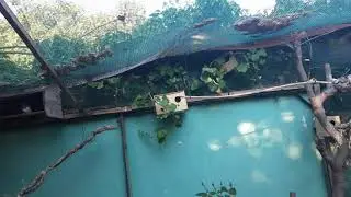 elevage oiseaux exotiques volière