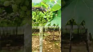 Visiting grape farm#trip #thekkady #kerala
