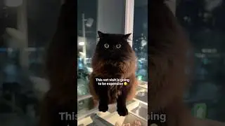 How did this happen #cat #funny #shorts