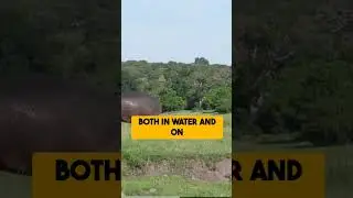 Hippos Are More Dangerous Than You Think!  #dangerousanimals #deadly #top10 #hippo