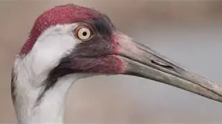 Whooping Crane Day 2019