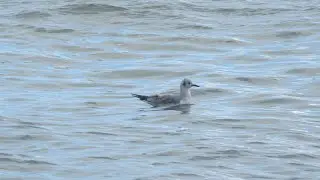 Bonaparte's Gull (1st Winter). Tolcarne. Newlyn. Cornwall