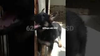 GSD barking 62days old #gsdlove #gsdpuppy