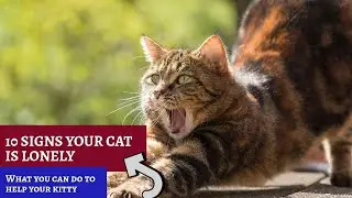 10 signs of a lonely cat & how to help your feline friend 🐱🐱