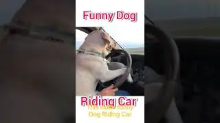 Funny Dog Riding Car #short
