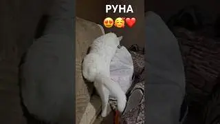 5 минут конечно прошло #руна #shortsyoutube #cat #catshorts #youtubecatvideos #youtubecats #shorts