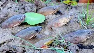 Jungle Fisher man catching Fish in hole unique hand fishing 2020