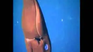 The Vampire Squid from Hell
