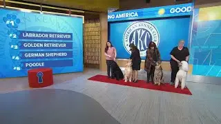 Meet this year's most popular dog breeds