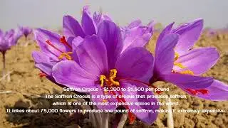 TOP 10 | EXPENSIVE FLOWERS |# KNOWN MY WORLD