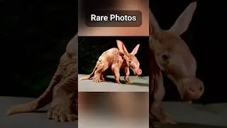 Don't Miss the MOST Astounding RARE Photos