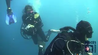 Pisces Divers Sardine Run 2014