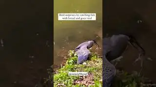 A BIRD fishing with BREAD been going VIRAL😮🙌🐦 #nature #natureismetal #calmmusic #vibes #fishing #wow