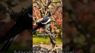 Mystery Solved! What Do Baby Magpies REALLY Sound Like? (Adorable Chirps!) #Magpie #Bird #sounds  💕