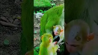 Hungry Monkey Looking for Food in the Wild