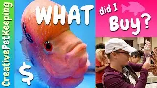 FISHKEEPING HAUL | What did I buy at the GCCA Swap Meet