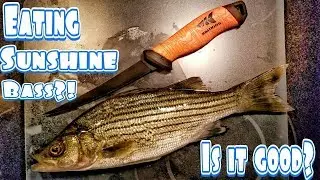 Catch And Cook Sunshine Bass?! Eating A Rare Florida Fish!!
