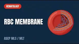 ASCP | MLS | MLT | Гематология | Структура и функция мембраны эритроцитов