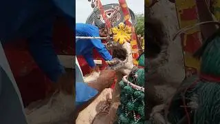 Wild Camel Fight Back 😲 Most Viral Village Video!#CamelFight #ViralCamel #DesiDrama #ViralVideo