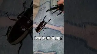 Billy the Stag Beetle vs. A Very Much Real Hercules Beetle #beetle #funny #stagbeetle #pets #BETL