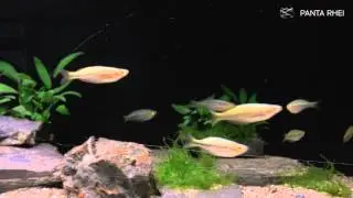Melanotaenia Sembra Creek