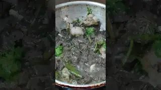 goat 🐐 fat with blood | blood and fat porial #mutton #blood #fat #fry #nonveg #cookingchannel