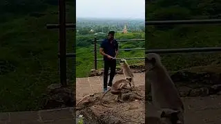 While feeding biscuits to monkeys #shorts #animals #monkey