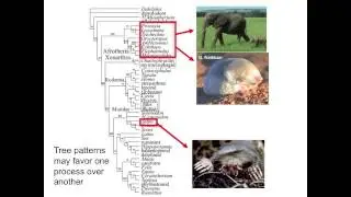 Dr. Robert Asher, University of Cambridge, Department of Zoology