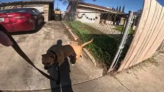Walking My PitBull 301