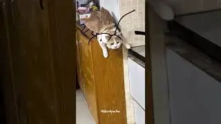 ✨🥰CUTE CAT  WEARING cockroach costume ❗❗❗