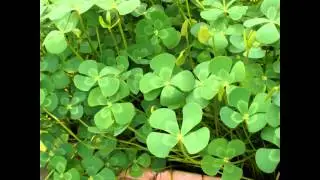 МАРСИЛЕЯ  (MARSILEA)  Папоротник