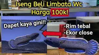 Iseng Beli Channa Limbata Wc Harga 100k Di Shopee