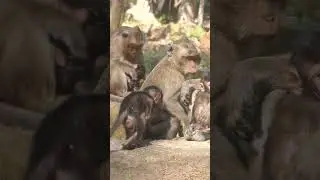 Wildlife monkeys in Amber troop 💕😍💕🐒🐒💕😍💕  #animalmonkey #wildlife #monkey