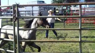 Wild Horse Training Demonstration