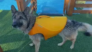 Dramatic German Shepherd Goes Swimming