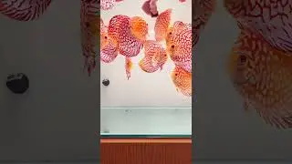 Papilla para DISCUS balance RED | AQUARIS - Peces Disco #disco #fish #pecesdisco #discus #peces