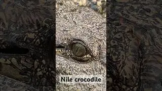 Into the eyes of a crocodile 👀#crocodile #coolanimals #eyeball #shorts #reptiles #florida