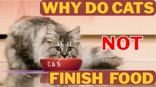 Why Do Cats Not Finish Their Food 8 Surprising Reasons Explained