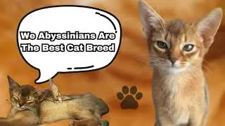 Abyssinian Cats Luna And Scofield in Their Village