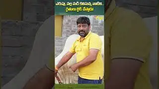 Ongole Cow Calf #ToneAgri #OngoleCowFarming #OngoleBreedCalf #OngoleBullsFarming #trendingshorts