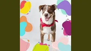 Exquisite Moods for Dog Training