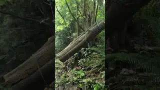 Gently setting down a log