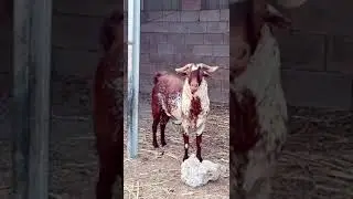 Cute And Beautiful Goat #BeautifulGoat