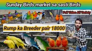 Silver java Breeder pair 1000 😍 ll Hole sale birds Market Lahore ll Muddasir birds ♥️