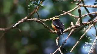 Shaft-tailed Whydah Calling | Mimicking Its Host in the Bushveld