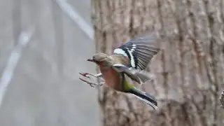 İspinoz / Common Chaffinch / Fringilla coelebs