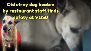 Old stray dog beaten by restaurant staff finds safety at VOSD