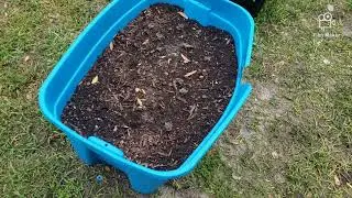 Last collard harvest and garden update